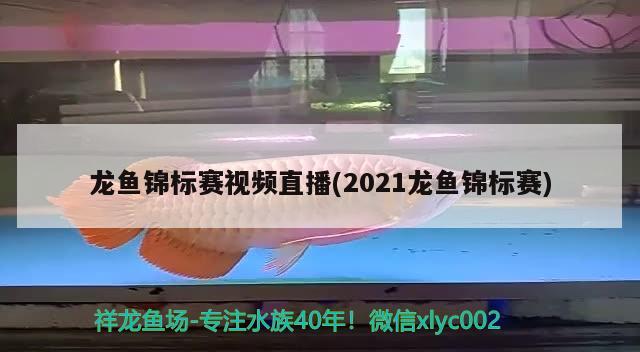 龍魚錦標(biāo)賽視頻直播(2021龍魚錦標(biāo)賽)