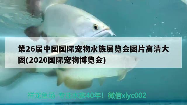 第26屆中國(guó)國(guó)際寵物水族展覽會(huì)圖片高清大圖(2020國(guó)際寵物博覽會(huì)) 水族展會(huì) 第3張