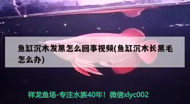 魚缸沉木發(fā)黑怎么回事視頻(魚缸沉木長黑毛怎么辦) 鴨嘴鯊魚