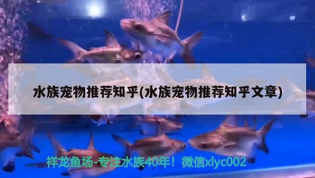 水族寵物推薦知乎(水族寵物推薦知乎文章)