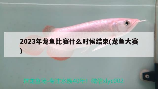 2023年龍魚比賽什么時候結(jié)束(龍魚大賽)