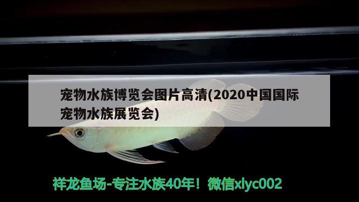 寵物水族博覽會圖片高清(2020中國國際寵物水族展覽會)