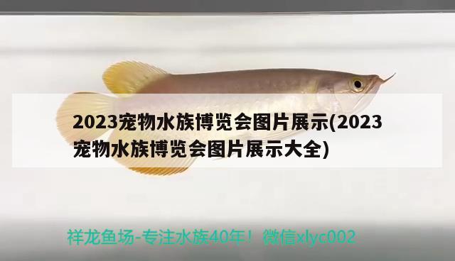 2023寵物水族博覽會(huì)圖片展示(2023寵物水族博覽會(huì)圖片展示大全) 2024第28屆中國(guó)國(guó)際寵物水族展覽會(huì)CIPS（長(zhǎng)城寵物展2024 CIPS）