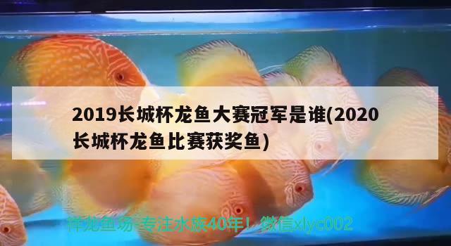 2019長城杯龍魚大賽冠軍是誰(2020長城杯龍魚比賽獲獎魚)