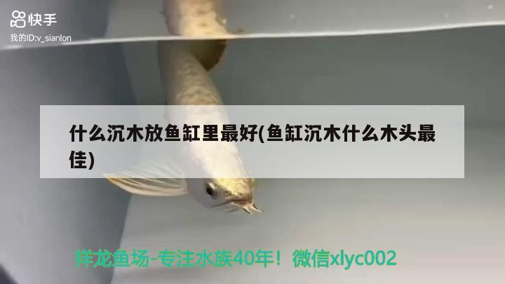 什么沉木放魚缸里最好(魚缸沉木什么木頭最佳) 朱巴利魚