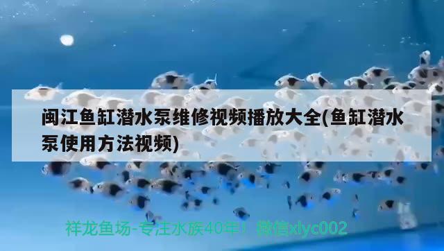 閩江魚缸潛水泵維修視頻播放大全(魚缸潛水泵使用方法視頻) 黑帝王魟魚