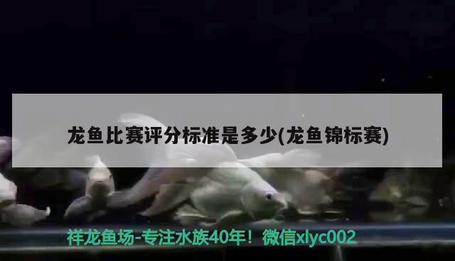 龍魚比賽評分標準是多少(龍魚錦標賽) 2024第28屆中國國際寵物水族展覽會CIPS（長城寵物展2024 CIPS）