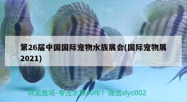 第26屆中國國際寵物水族展會(國際寵物展2021) 水族展會