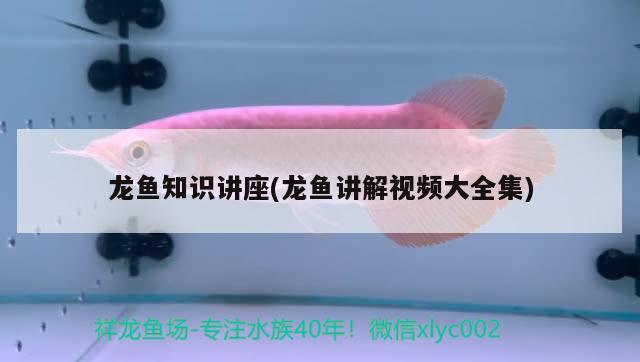 龍魚(yú)知識(shí)講座(龍魚(yú)講解視頻大全集) 2024第28屆中國(guó)國(guó)際寵物水族展覽會(huì)CIPS（長(zhǎng)城寵物展2024 CIPS）