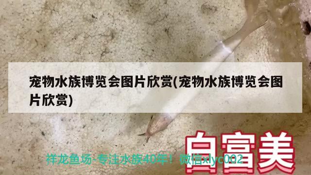 寵物水族博覽會圖片欣賞(寵物水族博覽會圖片欣賞) 2024第28屆中國國際寵物水族展覽會CIPS（長城寵物展2024 CIPS）