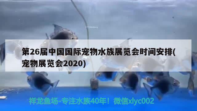 第26屆中國(guó)國(guó)際寵物水族展覽會(huì)時(shí)間安排(寵物展覽會(huì)2020)