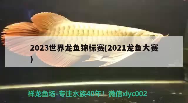 2023世界龍魚(yú)錦標(biāo)賽(2021龍魚(yú)大賽)