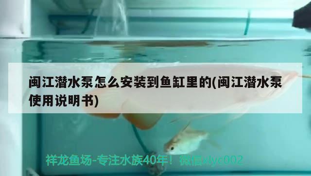 閩江潛水泵怎么安裝到魚缸里的(閩江潛水泵使用說明書) 玫瑰銀版魚