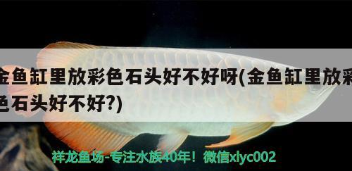 金魚缸里放彩色石頭好不好呀(金魚缸里放彩色石頭好不好?)