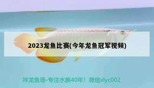 2023龍魚比賽(今年龍魚冠軍視頻)