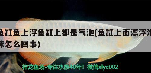 魚缸魚上浮魚缸上都是氣泡(魚缸上面漂浮泡沫怎么回事) 暹羅巨鯉