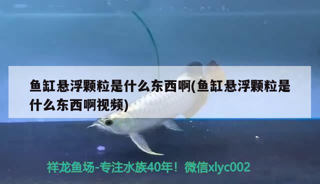 魚缸懸浮顆粒是什么東西啊(魚缸懸浮顆粒是什么東西啊視頻)