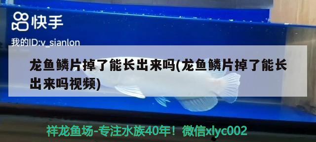 龍魚鱗片掉了能長出來嗎(龍魚鱗片掉了能長出來嗎視頻)