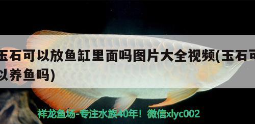 玉石可以放魚缸里面嗎圖片大全視頻(玉石可以養(yǎng)魚嗎) 帝王血鉆