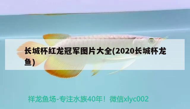 長(zhǎng)城杯紅龍冠軍圖片大全(2020長(zhǎng)城杯龍魚) 2024第28屆中國(guó)國(guó)際寵物水族展覽會(huì)CIPS（長(zhǎng)城寵物展2024 CIPS）