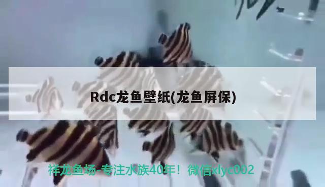 Rdc龍魚壁紙(龍魚屏保)