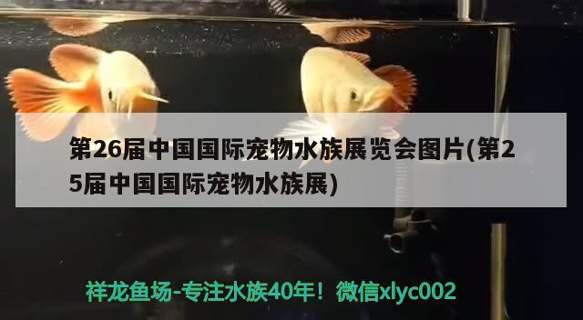 第26屆中國(guó)國(guó)際寵物水族展覽會(huì)圖片(第25屆中國(guó)國(guó)際寵物水族展)