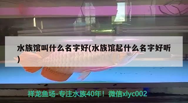 水族館叫什么名字好(水族館起什么名字好聽)