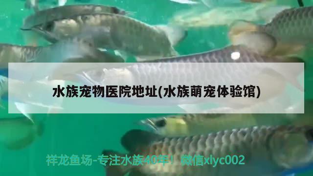 水族寵物醫(yī)院地址(水族萌寵體驗館) 2025第29屆中國國際寵物水族展覽會CIPS（長城寵物展2025 CIPS）