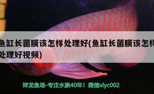 魚缸長菌膜該怎樣處理好(魚缸長菌膜該怎樣處理好視頻)