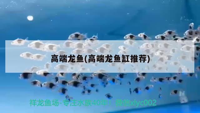 高端龍魚(高端龍魚缸推薦) 2024第28屆中國國際寵物水族展覽會CIPS（長城寵物展2024 CIPS）