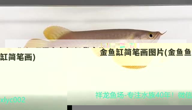 金魚缸簡筆畫圖片(金魚魚缸簡筆畫)