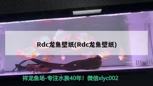 Rdc龍魚(yú)壁紙(Rdc龍魚(yú)壁紙)