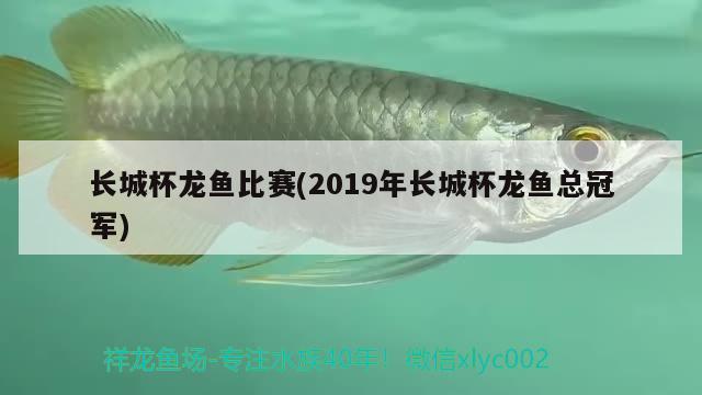 長城杯龍魚比賽(2019年長城杯龍魚總冠軍)