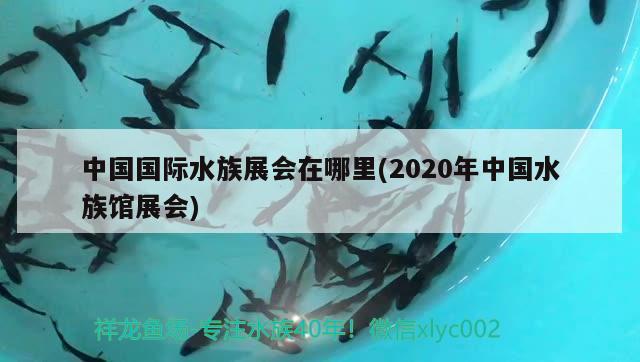 中國國際水族展會在哪里(2020年中國水族館展會)