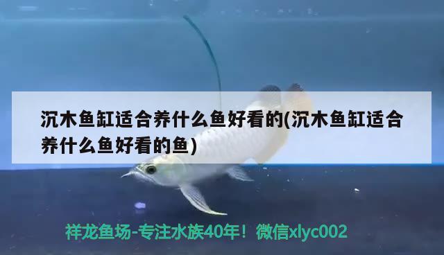 沉木魚缸適合養(yǎng)什么魚好看的(沉木魚缸適合養(yǎng)什么魚好看的魚) 虎魚百科