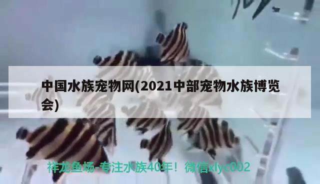 中國水族寵物網(wǎng)(2021中部寵物水族博覽會)