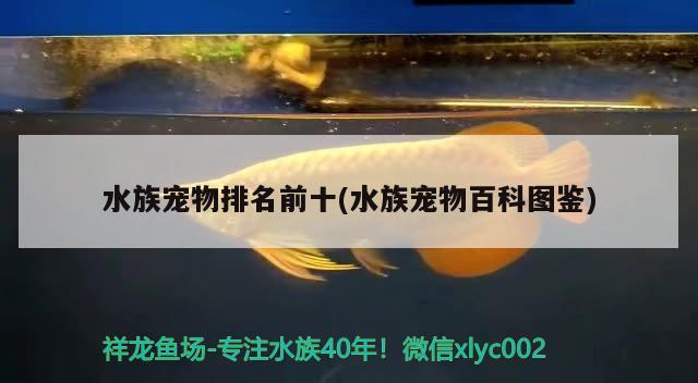 水族寵物排名前十(水族寵物百科圖鑒)