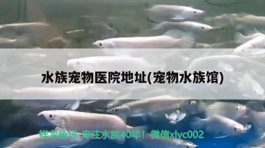 水族寵物醫(yī)院地址(寵物水族館) 2024第28屆中國國際寵物水族展覽會CIPS（長城寵物展2024 CIPS）