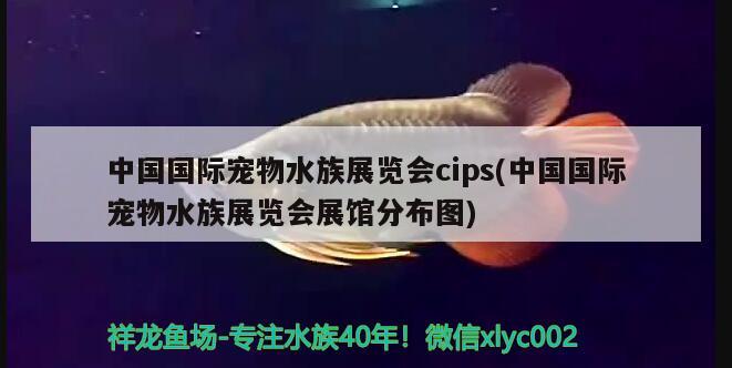 中國(guó)國(guó)際寵物水族展覽會(huì)cips(中國(guó)國(guó)際寵物水族展覽會(huì)展館分布圖) 水族展會(huì)