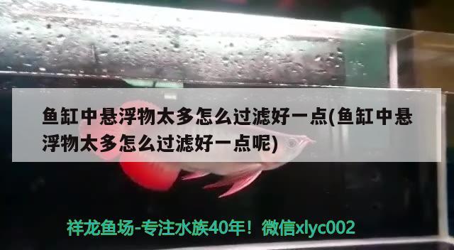 魚缸中懸浮物太多怎么過濾好一點(魚缸中懸浮物太多怎么過濾好一點呢) 金頭過背金龍魚