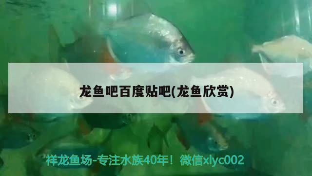 龍魚吧百度貼吧(龍魚欣賞)