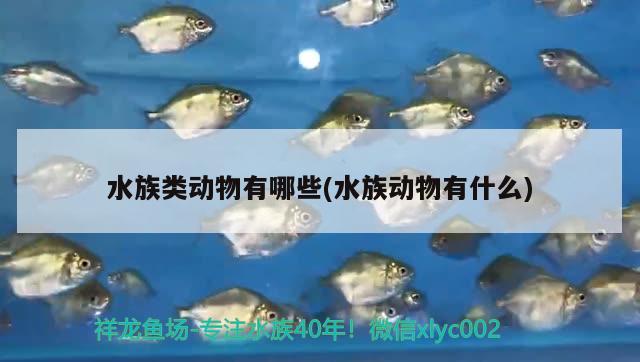 水族類動物有哪些(水族動物有什么)