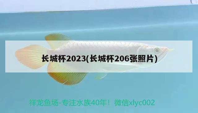 長(zhǎng)城杯2023(長(zhǎng)城杯206張照片)