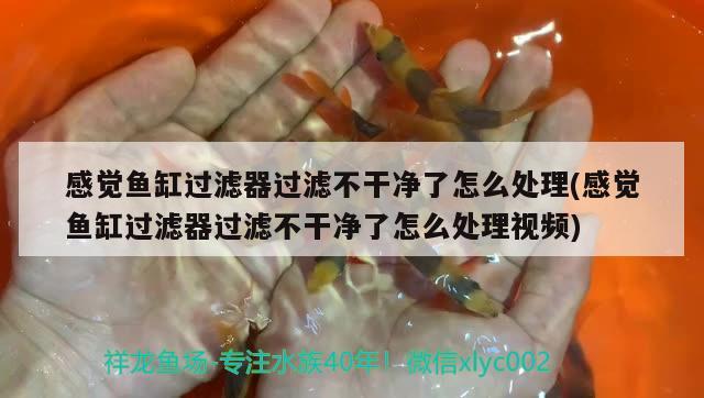 感覺魚缸過濾器過濾不干凈了怎么處理(感覺魚缸過濾器過濾不干凈了怎么處理視頻) 黑白雙星