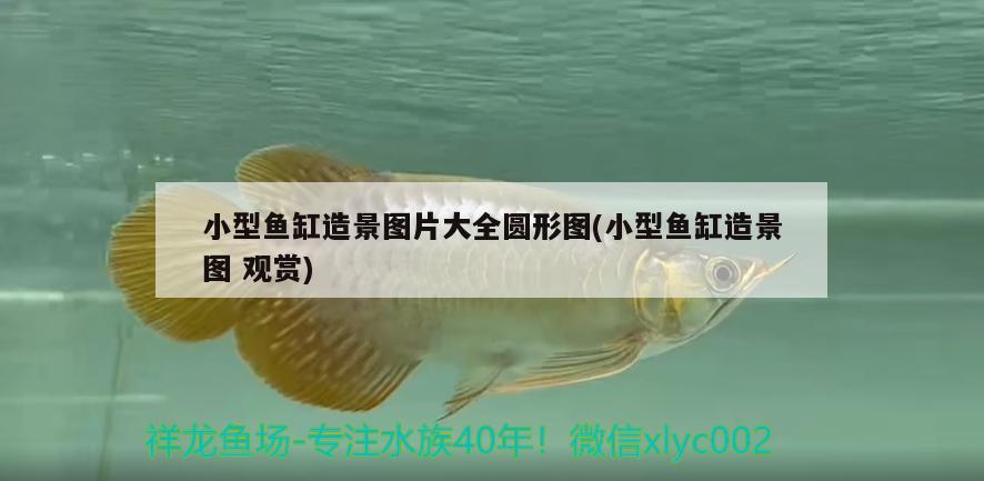 小型魚缸造景圖片大全圓形圖(小型魚缸造景圖觀賞)