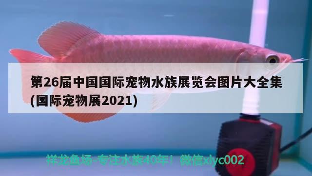 第26屆中國國際寵物水族展覽會(huì)圖片大全集(國際寵物展2021) 水族展會(huì) 第4張