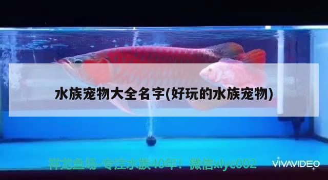 水族寵物大全名字(好玩的水族寵物)