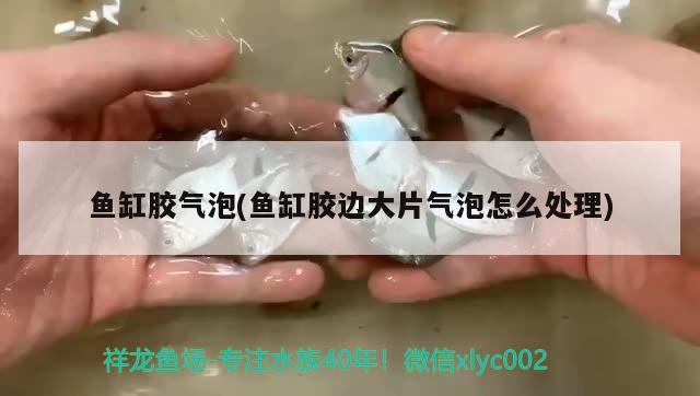 魚缸膠氣泡(魚缸膠邊大片氣泡怎么處理) 黃金夢幻雷龍魚 第1張