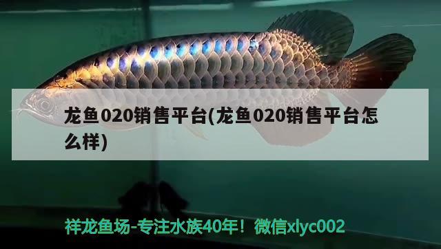 龍魚020銷售平臺(龍魚020銷售平臺怎么樣) 2024第28屆中國國際寵物水族展覽會CIPS（長城寵物展2024 CIPS）