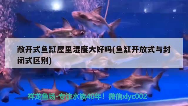 敞開式魚缸屋里濕度大好嗎(魚缸開放式與封閉式區(qū)別)